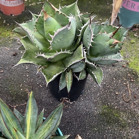 佛光宝莲灯龙舌兰植物