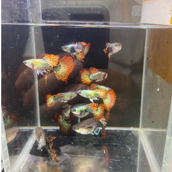 精品泰系大背大耳红龙种鱼（入缸后不包损）