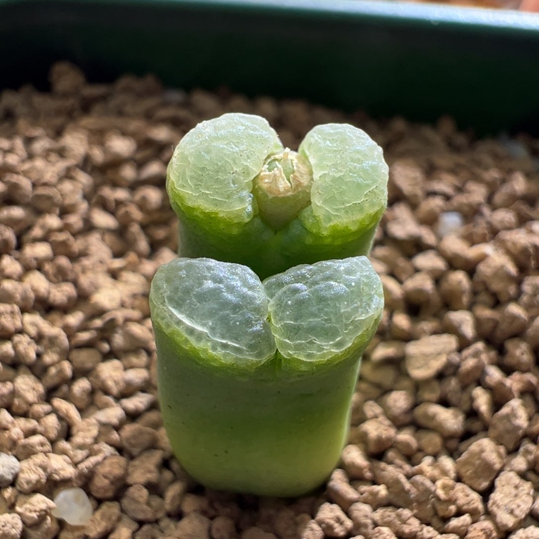 103优选绿泡泡窗风铃