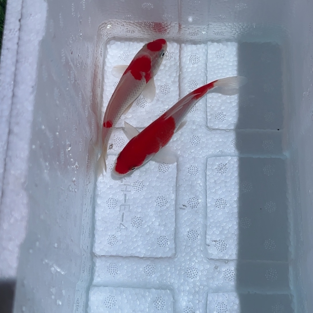海水鱼锦鲤鱼观赏鱼 一物一拍