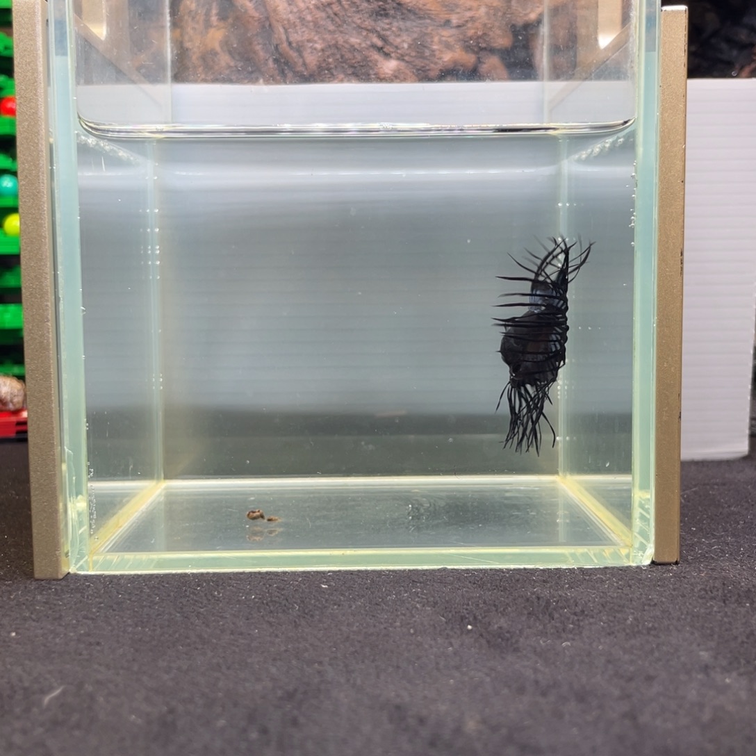 斗鱼十二月十一日竞价