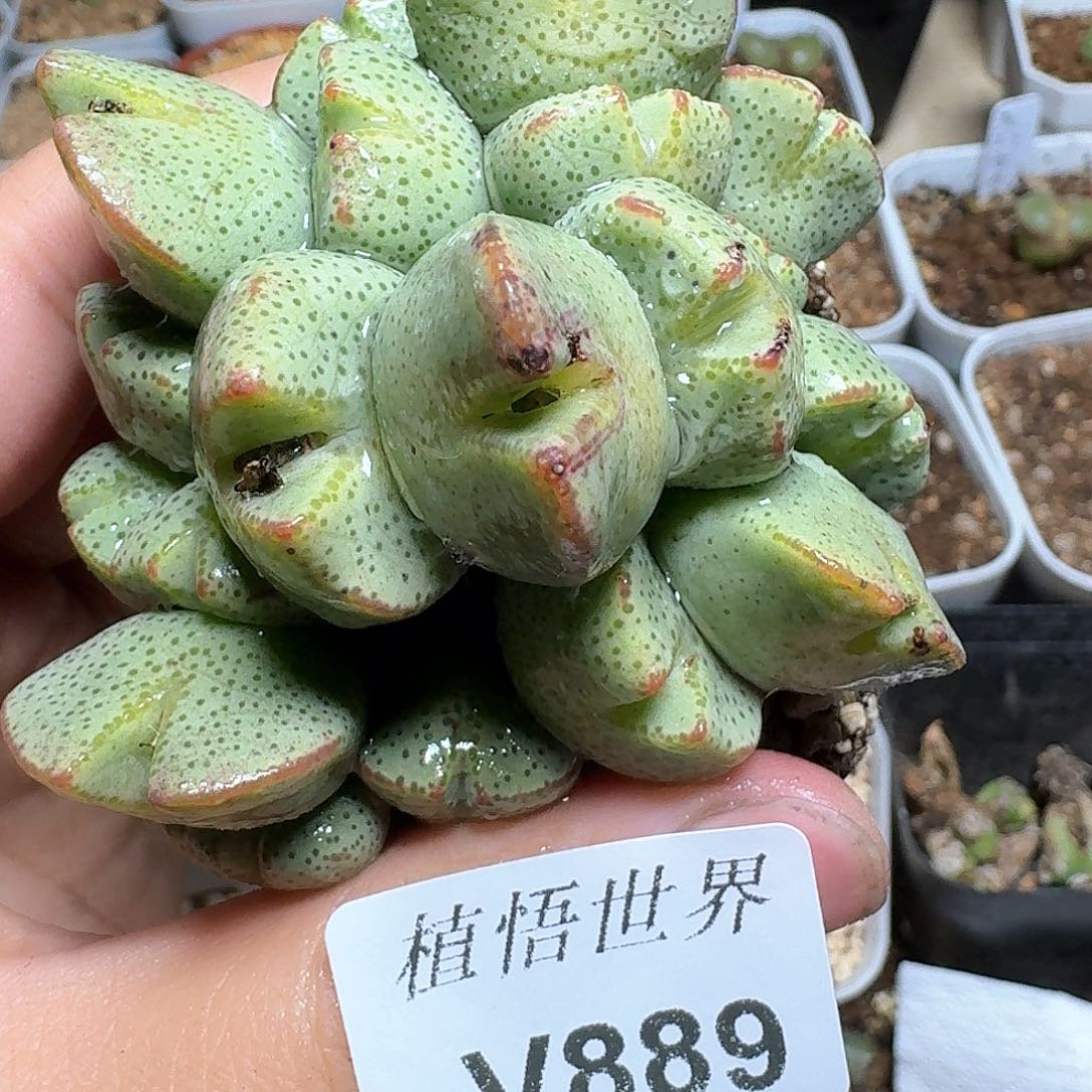 889盒多肉植物哇f v