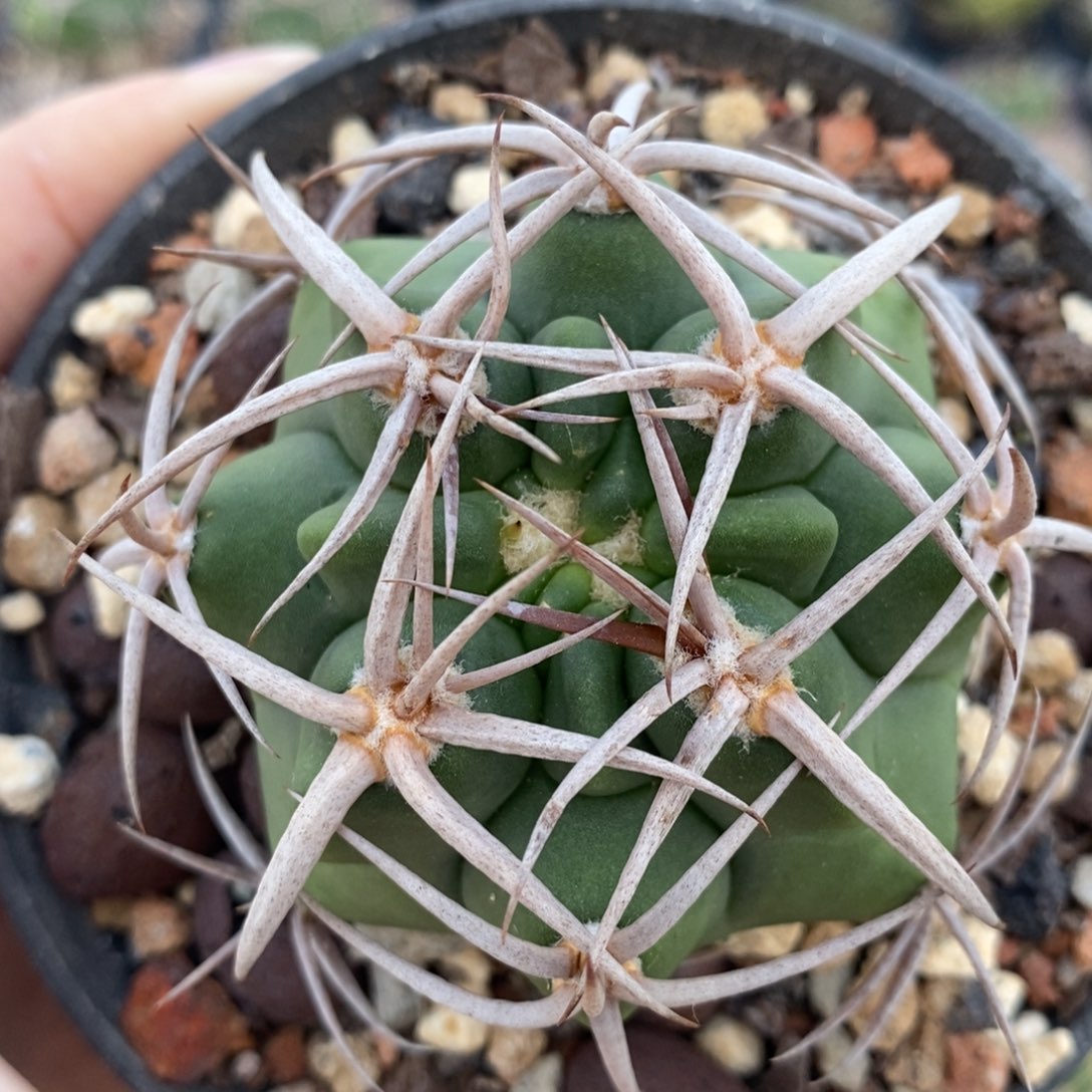 668碧岩玉植播园艺优选