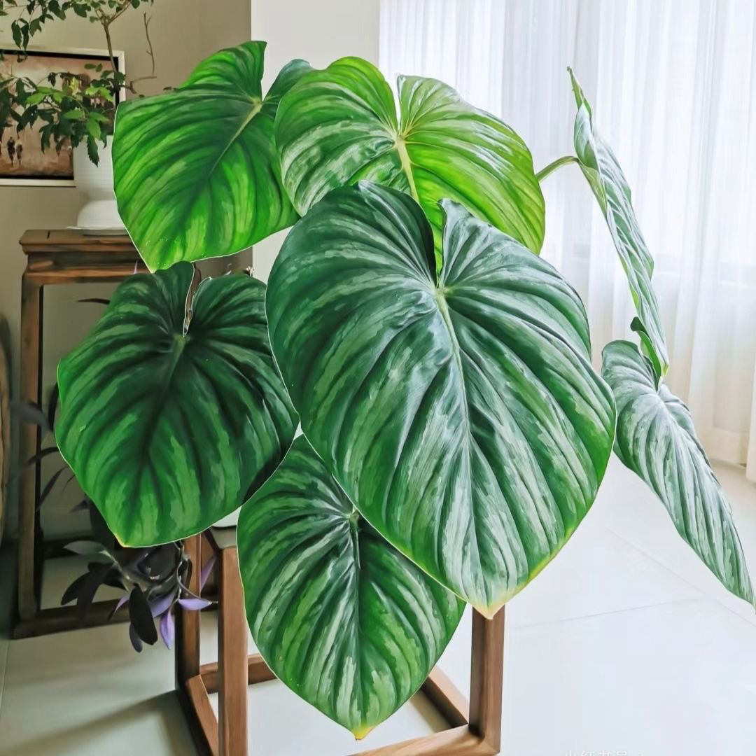 120#【西瓜碧浪】蔓绿绒超大圆叶室内好养美观赏叶植物
