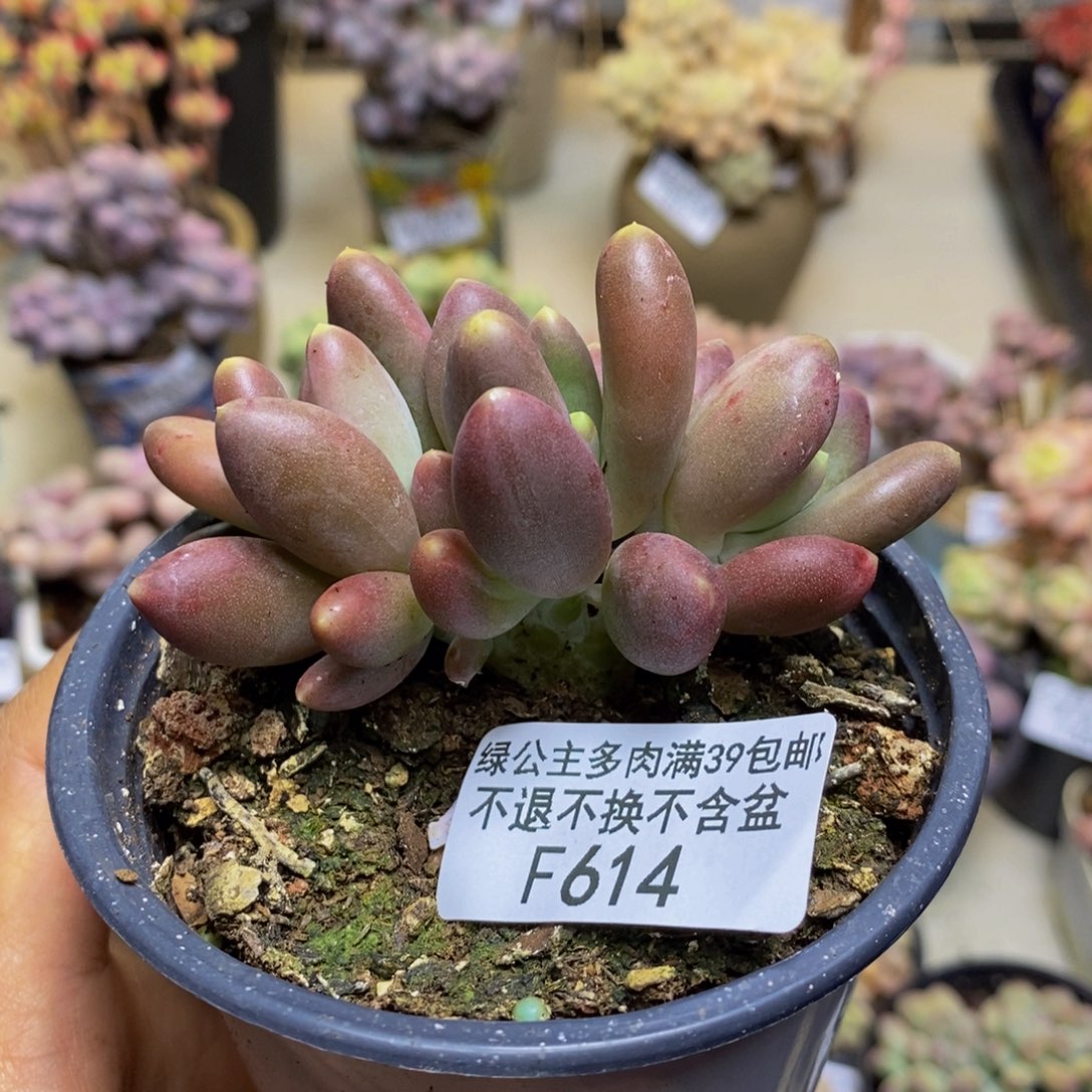 614金蟾多肉肉6cm