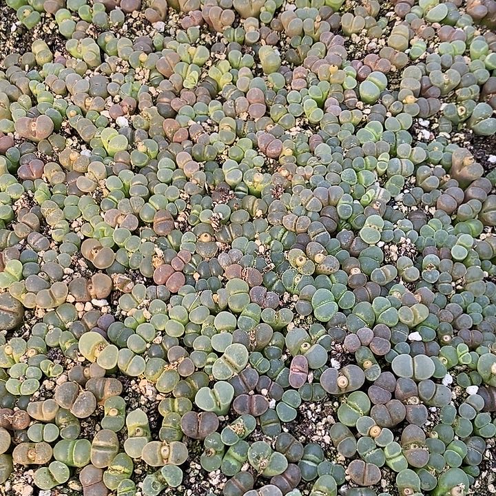 945编号彩风铃一筐分四份1份一组