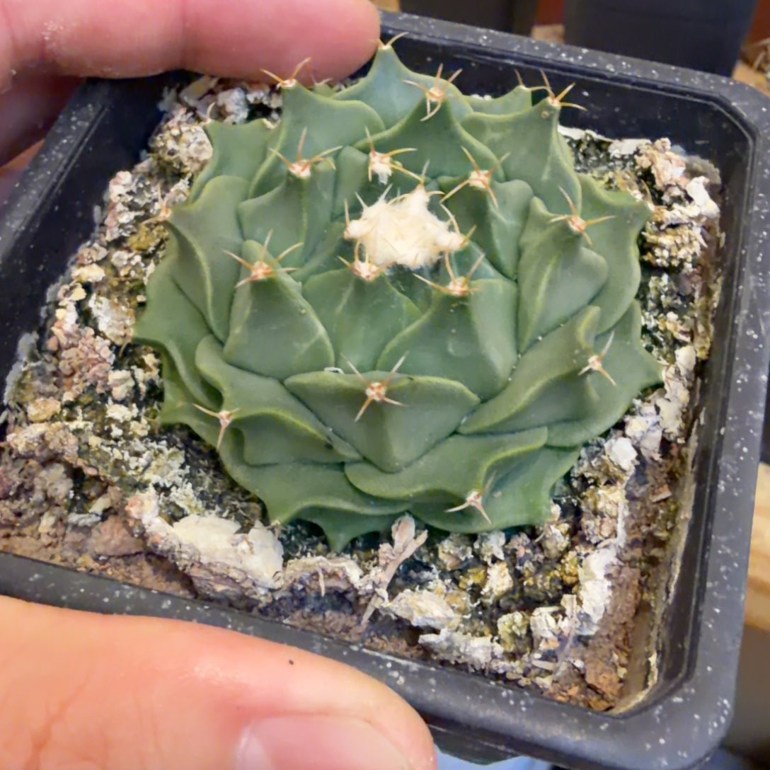 实生进口大优蒂冠 白锦品相自观