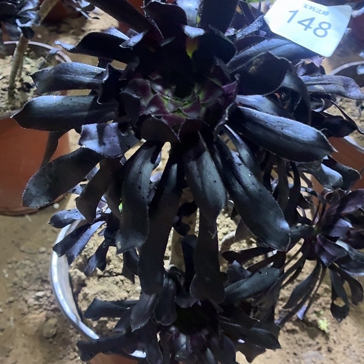 148号一物一拍1棵