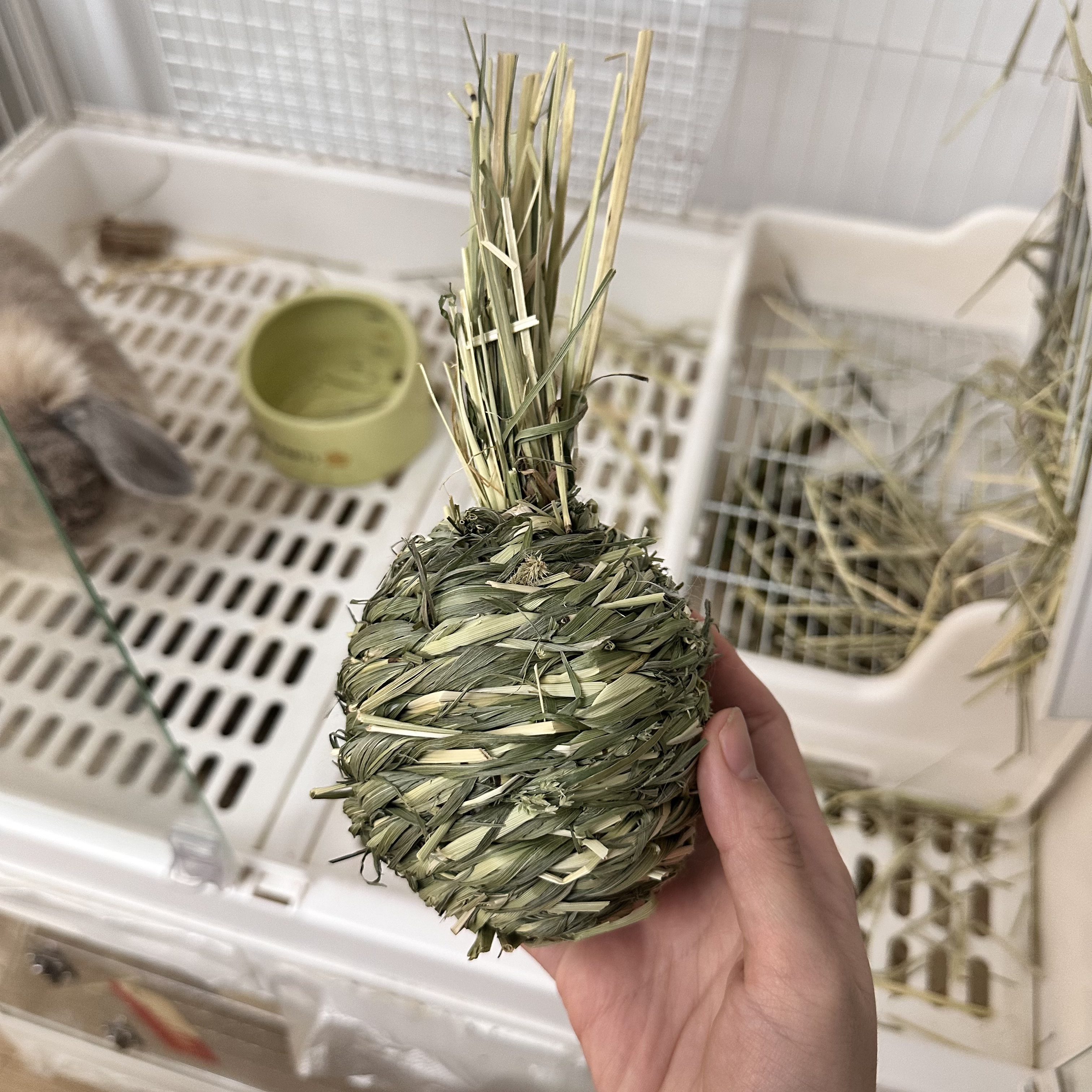 道明寺菠萝头|磨牙玩具集|兔兔荷兰猪龙猫磨牙·提摩西草球/草圈