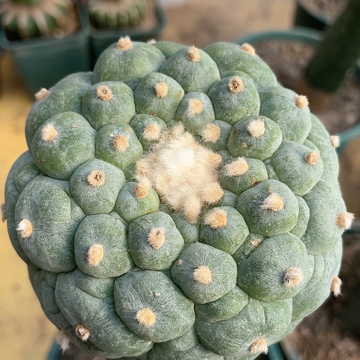 圆尤8.4公分仙人球袖浦163