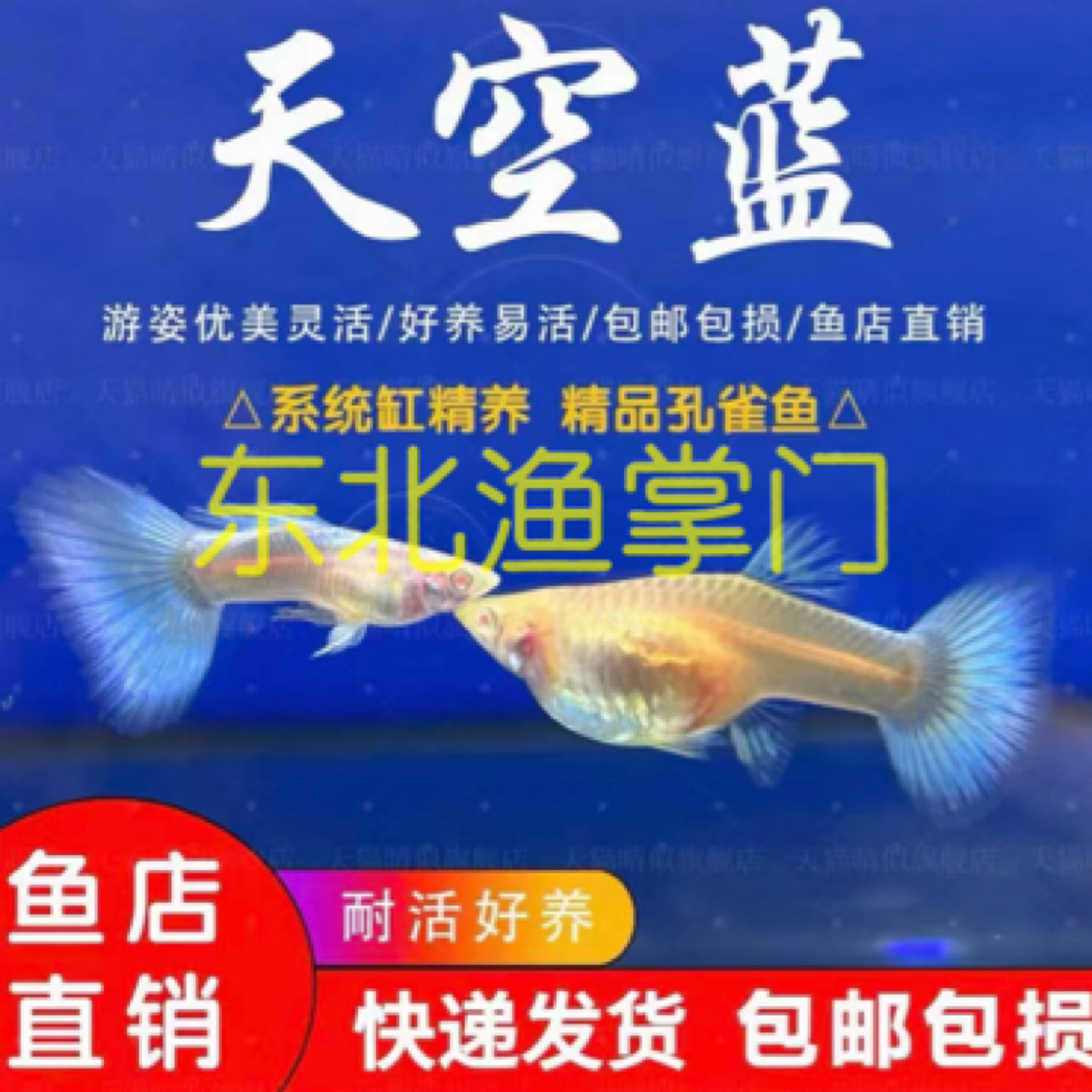 直播间精品福利孔雀鱼天空蓝蓝白孕母种鱼（入缸后不包损）