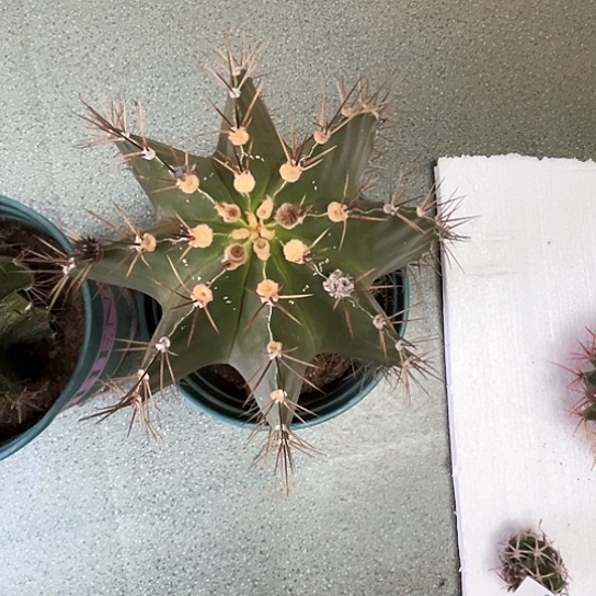 云*般若谢谢谢谢谢谢谢