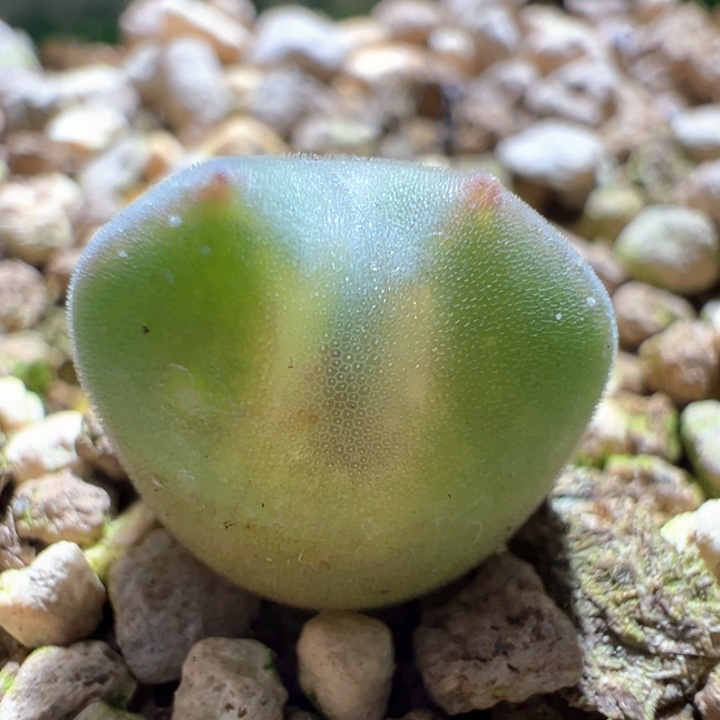 A885.  青蛙种源优选两年大眼空蝉。炸窗福利。 