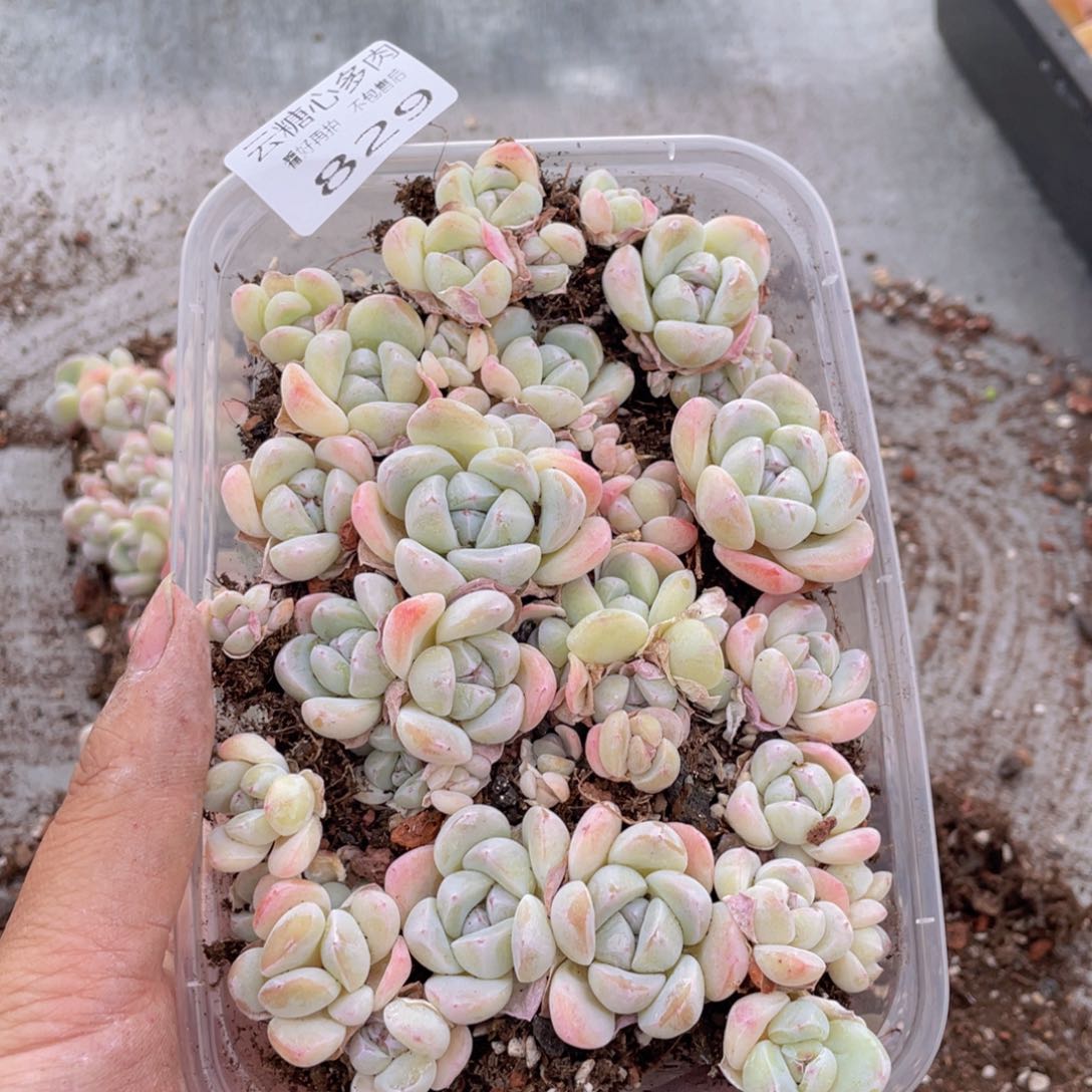 云糖心多肉植物829