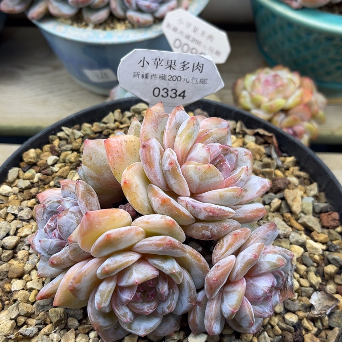 黄底紫心334/11cm5头