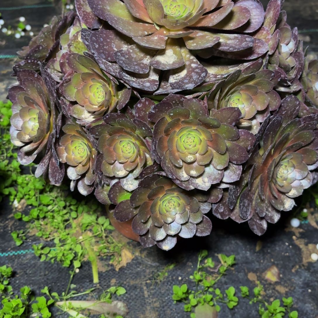 262多肉植物捧花的