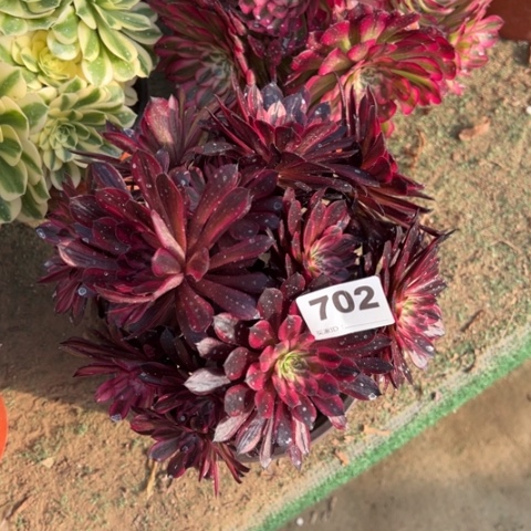 702黑铜锦朵朵多肉，