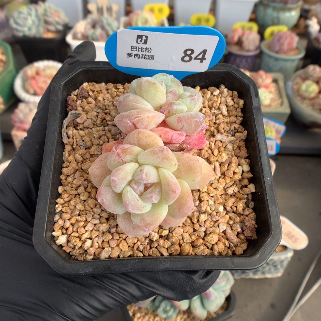 84 双头奶油冰玉石化