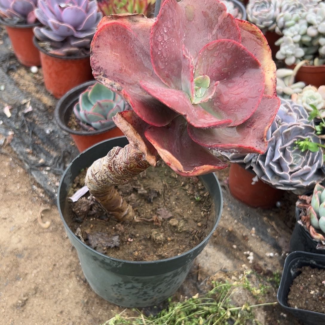 多肉植物多肉植物