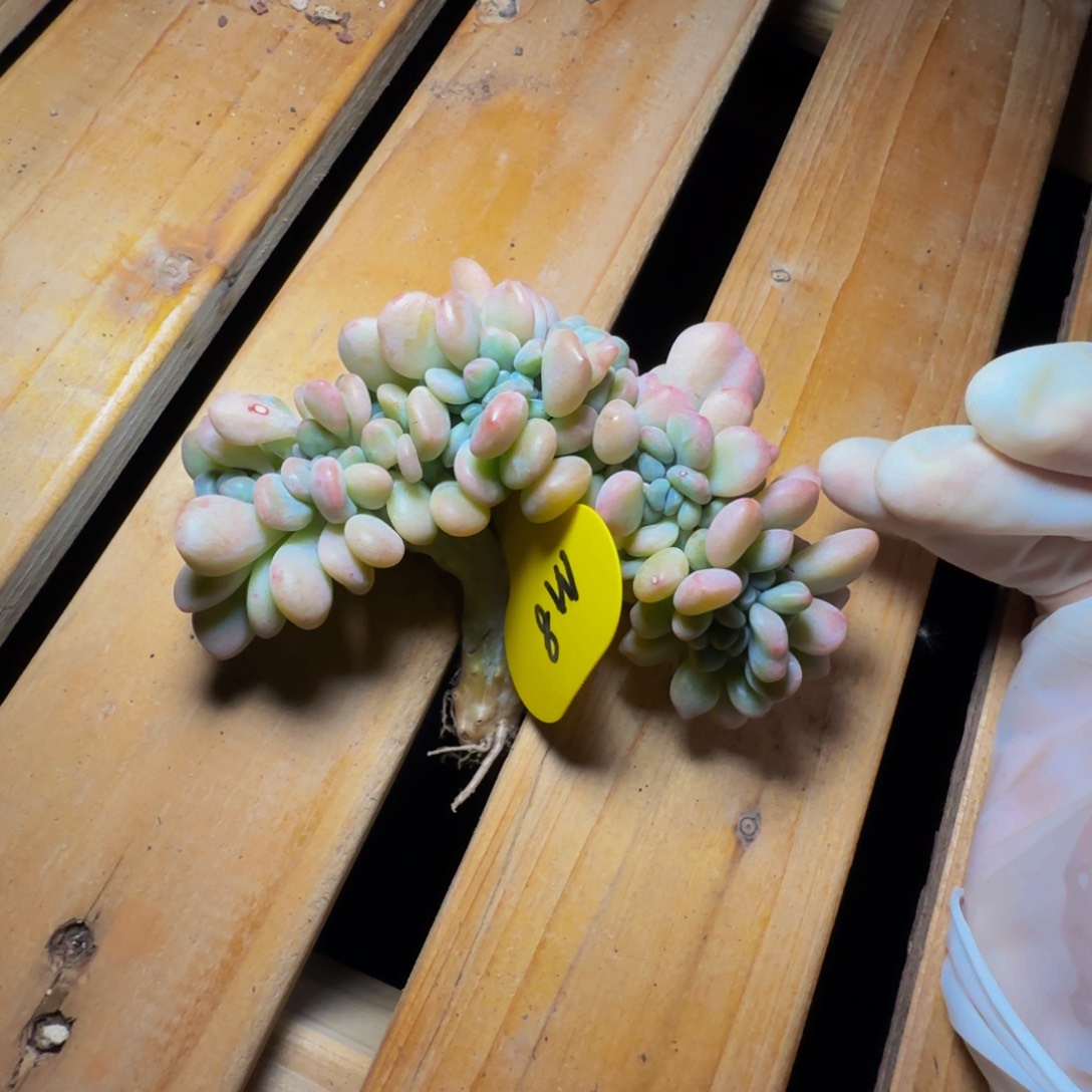 m m m m m m m m 8