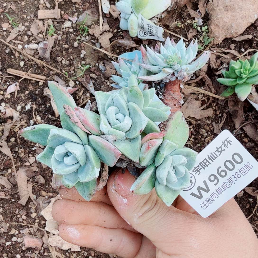 9600泡芙苹果叶多肉