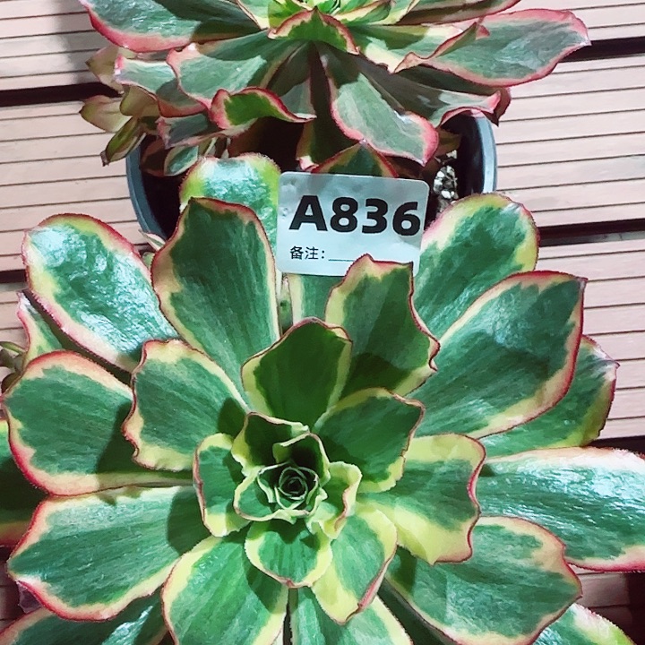 草***丁836，两颗魅影手捧花