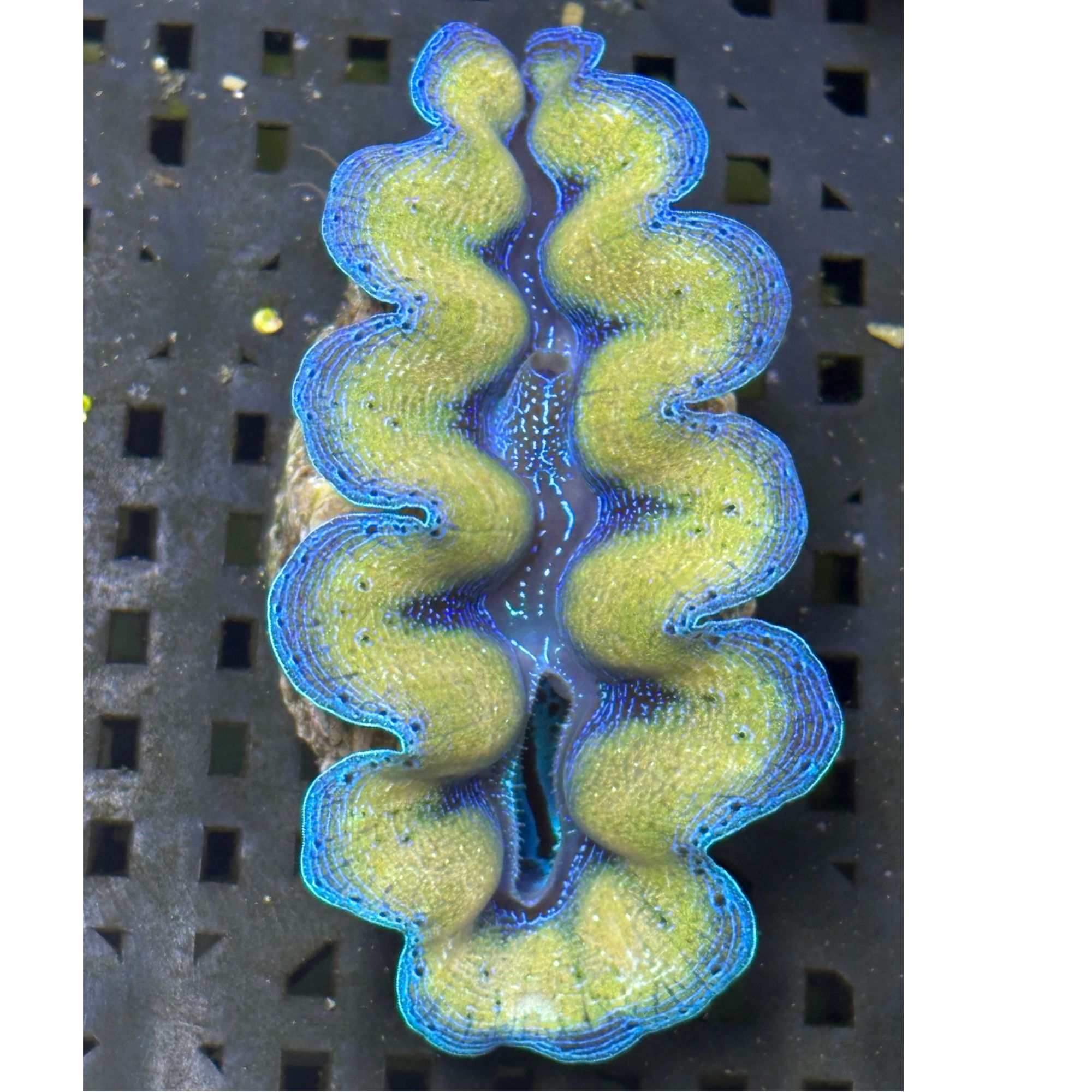 海水观赏生物 螺 贝