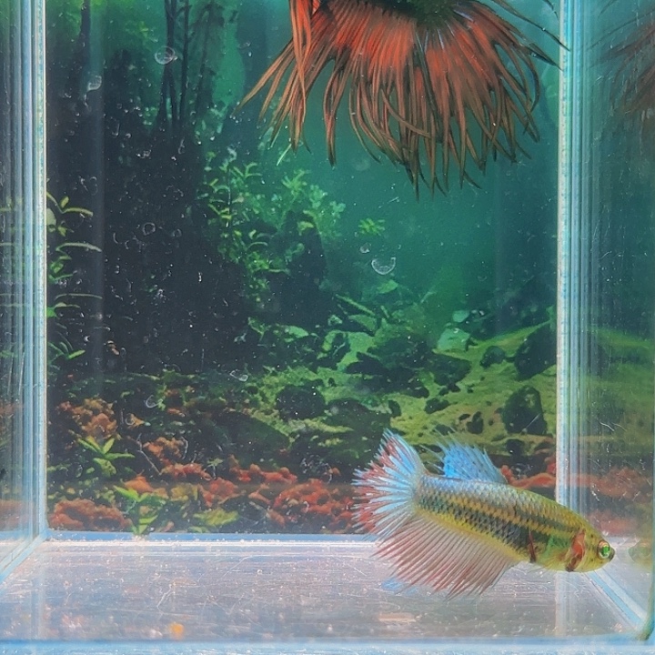 红海倒吊鱼哈哈真的超级喜欢这种人