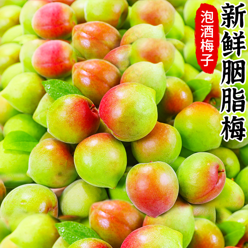 【顺丰包邮】福建诏安胭脂梅青红梅鲜果新鲜泡酒水果5斤坏果包赔