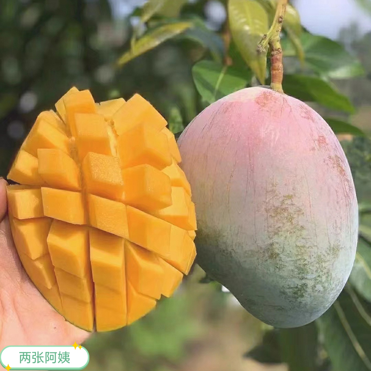 （顺丰京东空运包邮）凯特树熟芒果  新鲜青皮芒果皮薄肉厚香甜多汁