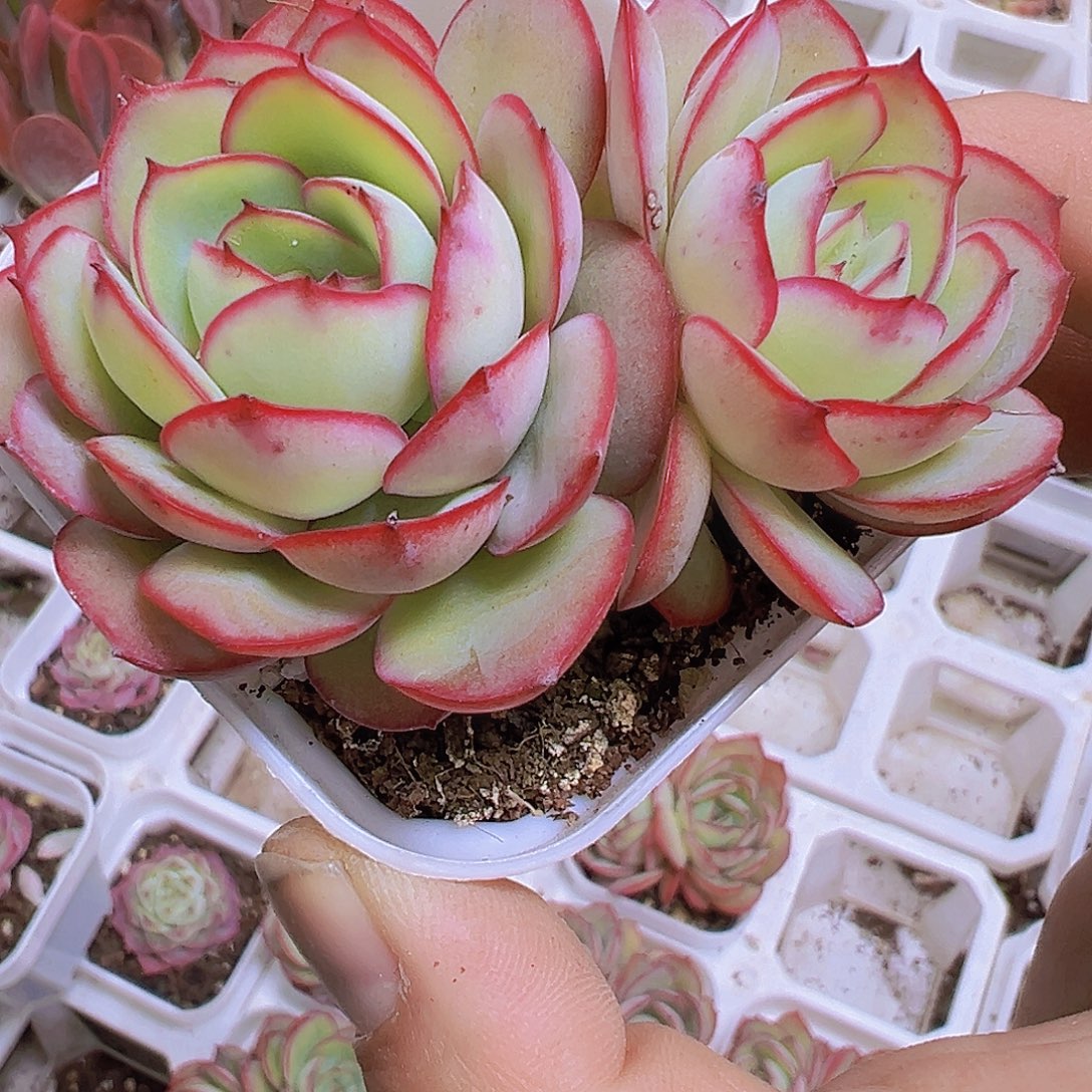 双头牡丹亭19包邮多肉植物