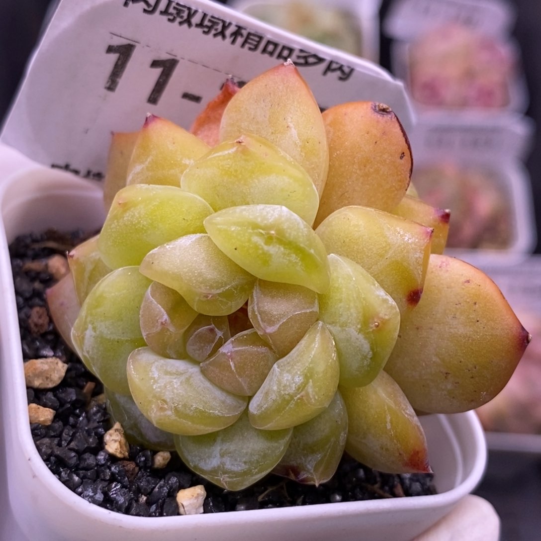 【闪购商品】11-157