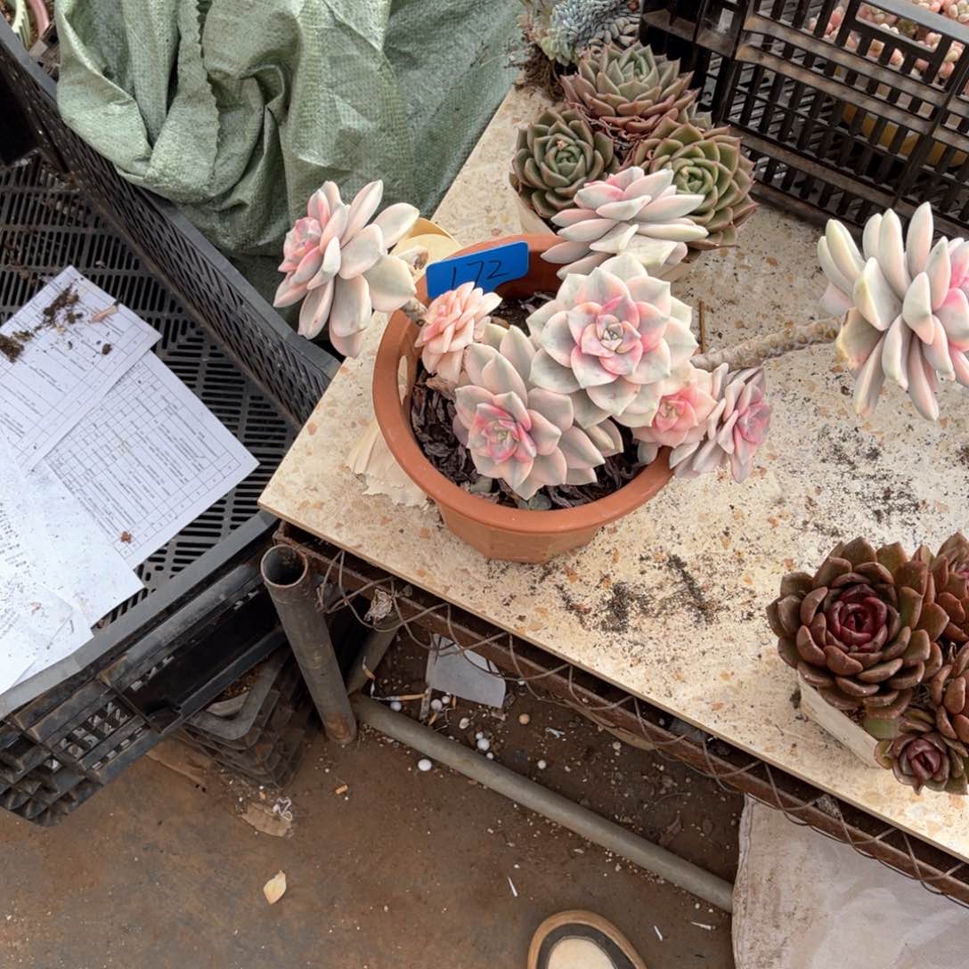 喜****妞172紫乐锦多肉