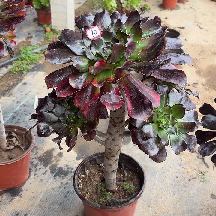 巫毒40法师多肉植物