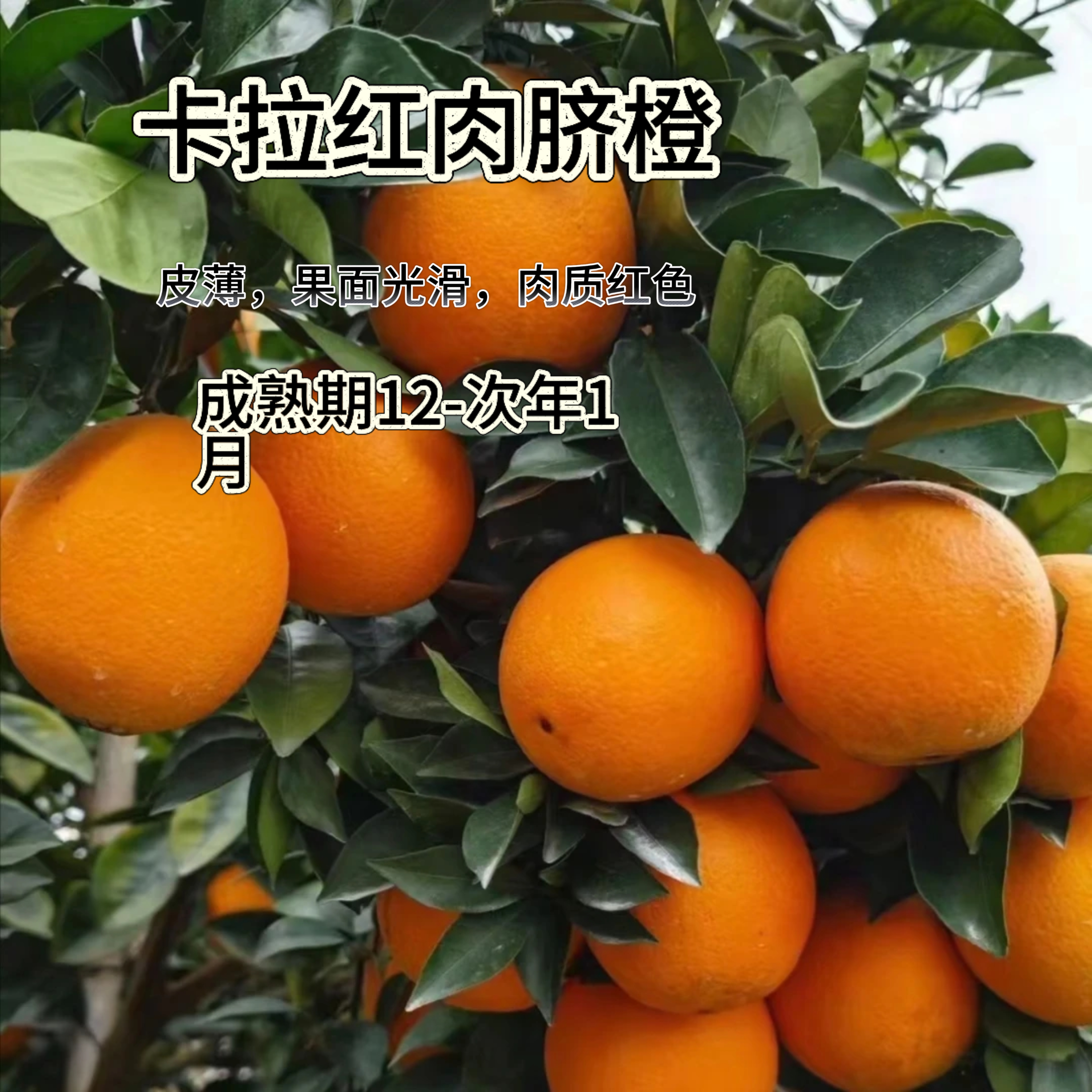 【卡拉卡拉红肉脐橙】直播福利 2颗 2年容器苗