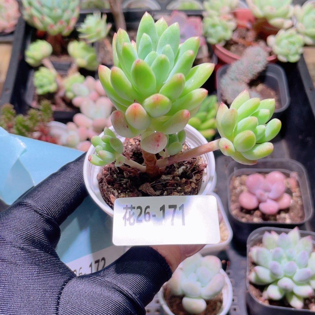 花利美26-171柳叶年华