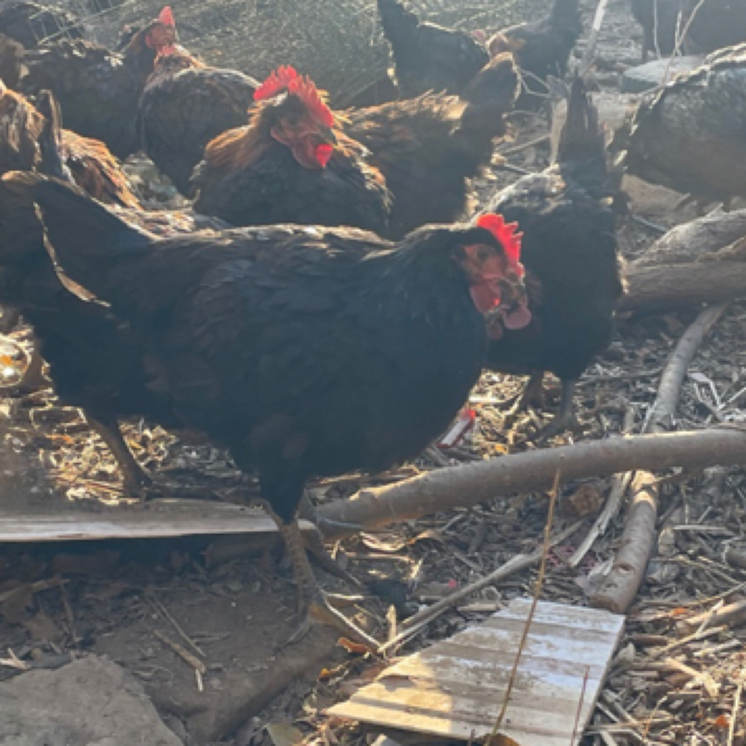 农家散养 土黑鸡