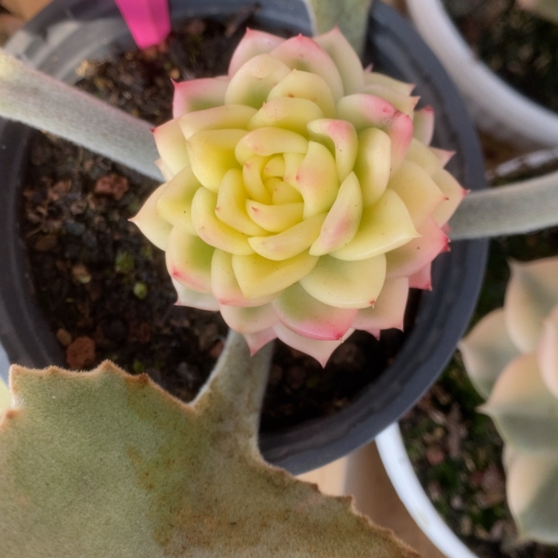 631佛罗瑞安娜叶心全了要砍