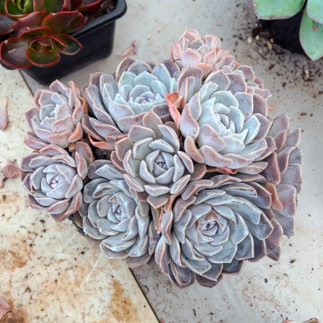 汐***m多肉植物组合盆栽