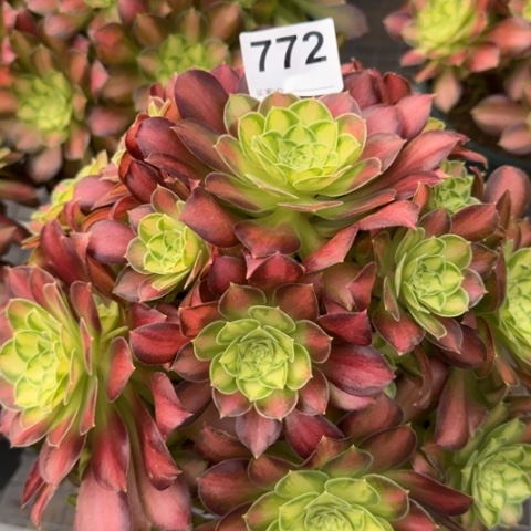 772韶华25厘米左右