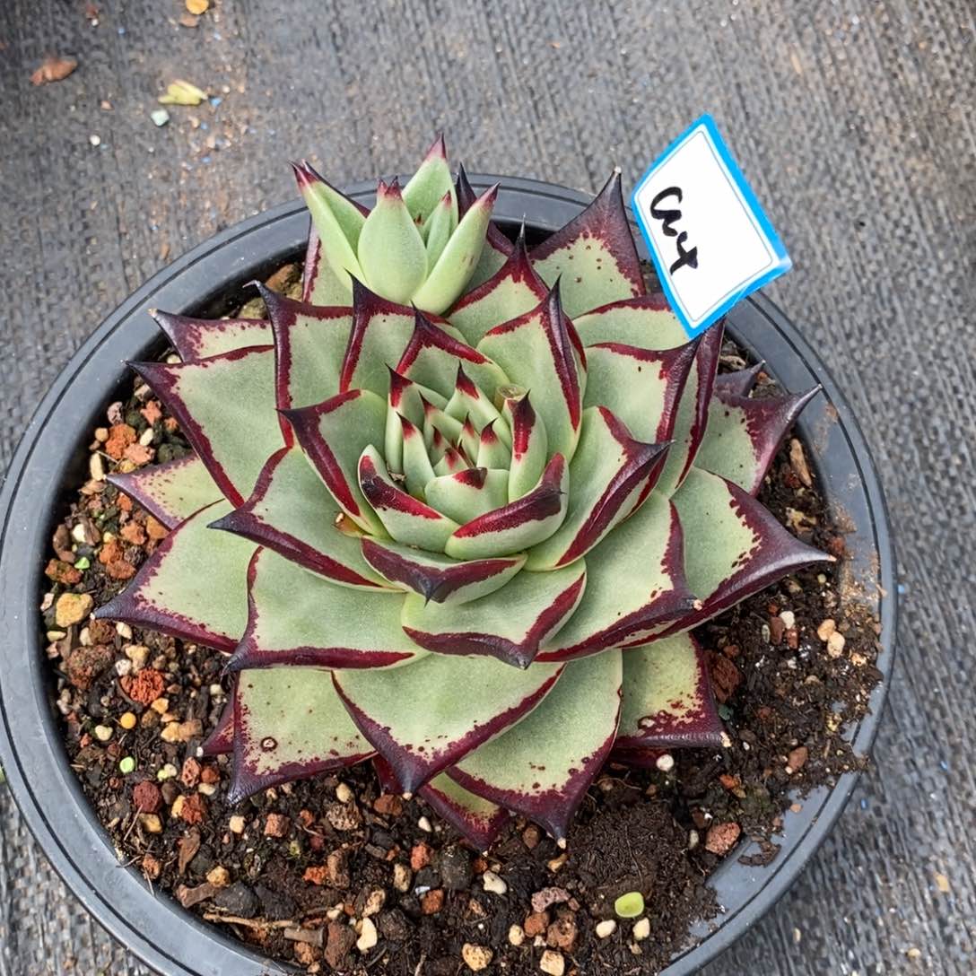 买**冷福利美乌赤兔a4     