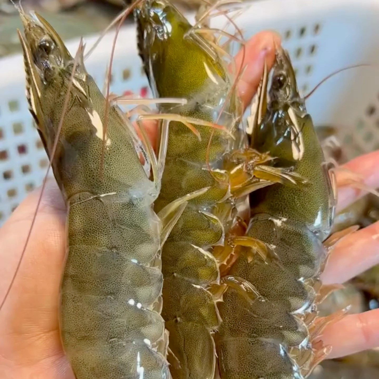 贾堡教堂边海盛水产/明虾28一斤