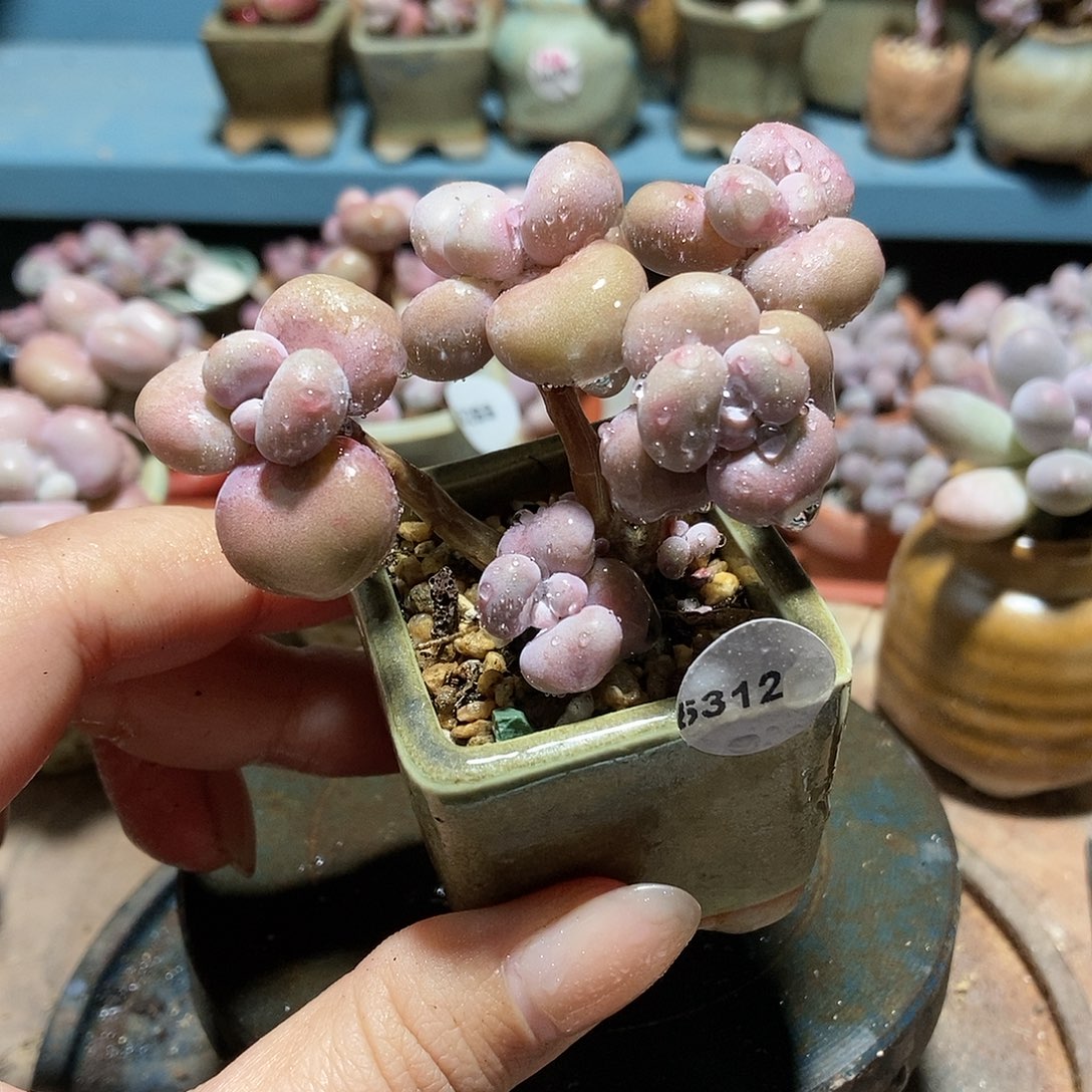 5312糖果腰子蛋带盆土