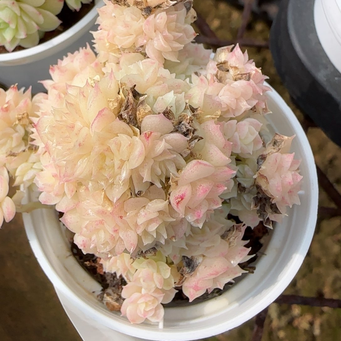 花语逸境0214-129散