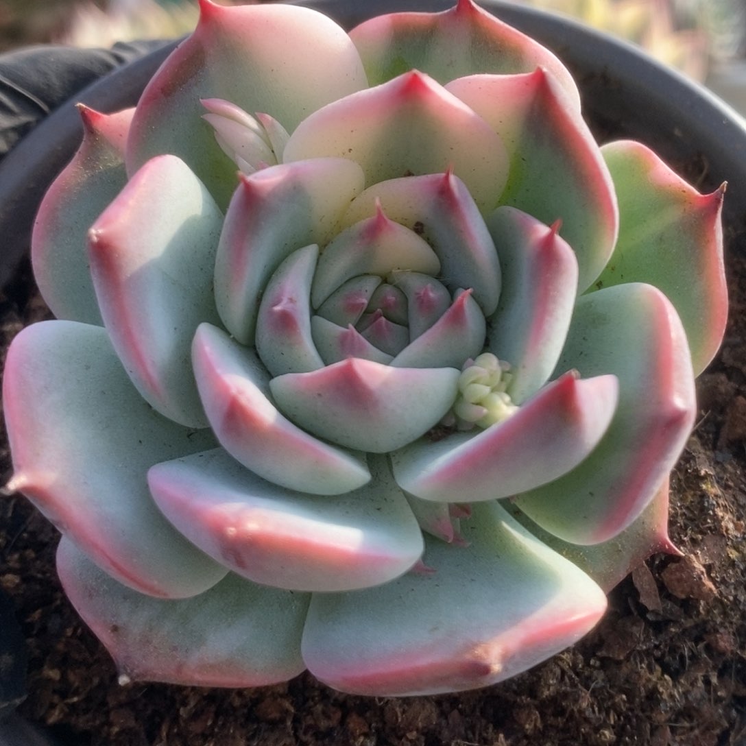 191锦锦锦锦锦锦锦锦