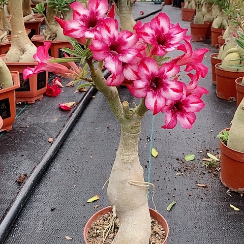 【闪购商品】无花朵新***鱼