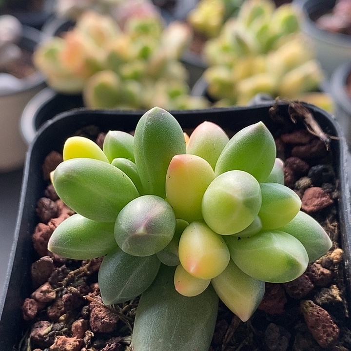 ****球千代田锦多肉植物