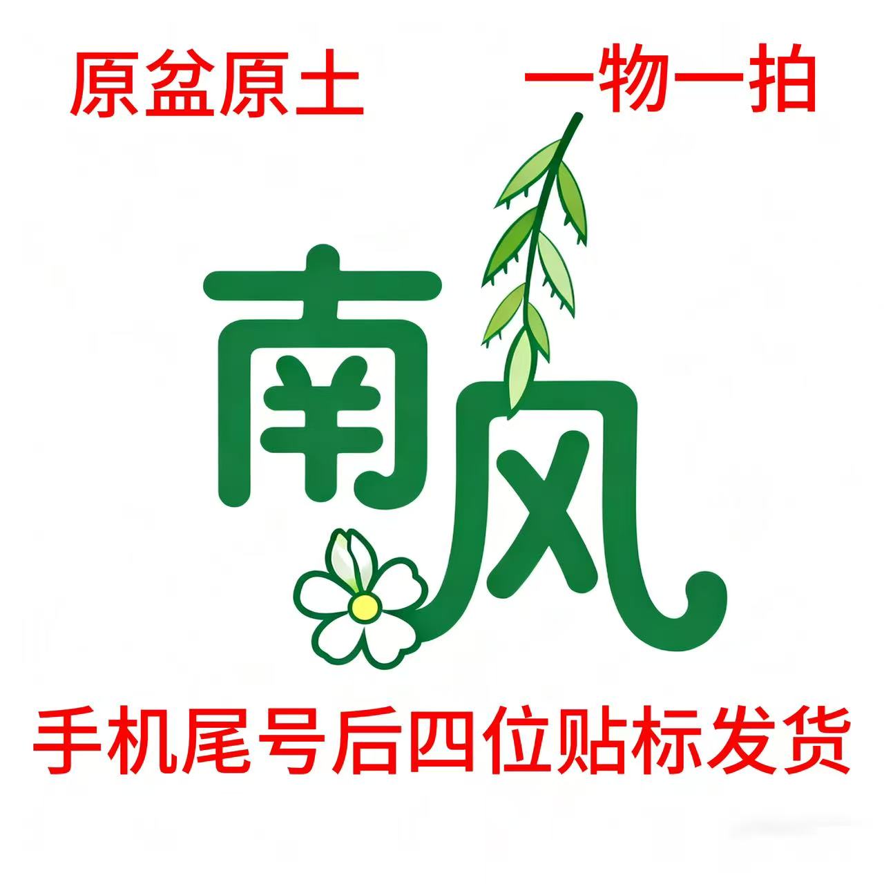 【南风园艺直播间一物一拍】福建正版绿植盆栽树苗原盆原土发货