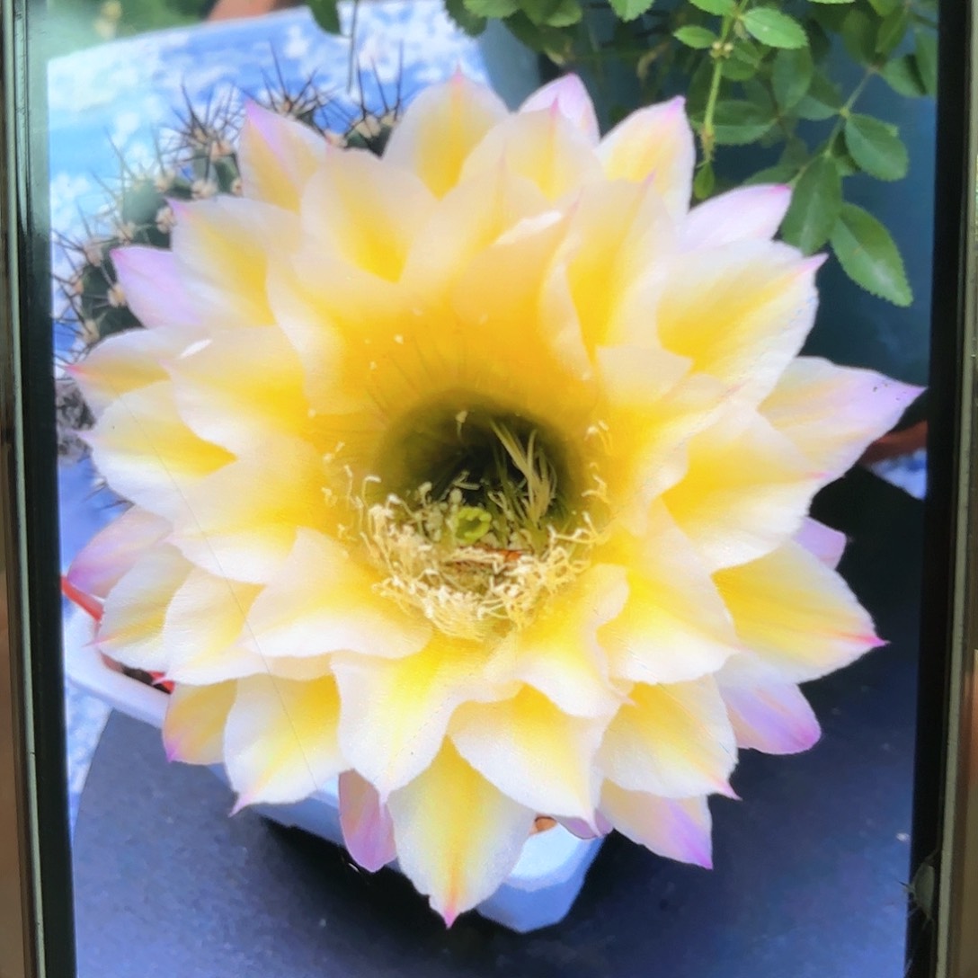 彩草黄白6号6公分左右