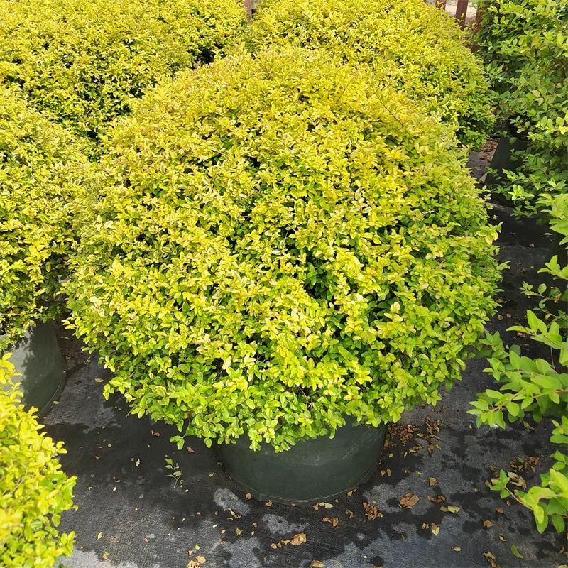 四季常青耐寒不落叶亮金女贞球亮晶女贞棒棒糖花园庭院球型植物